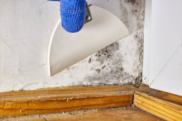Best Water Damage & Mold Remediation  in New Iberia, LA